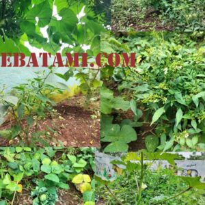 शाळेत परसबाग उपक्रम SCHOOL GARDEN
